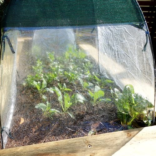 Jack All Weather Plant Cover - 71x71x71cm