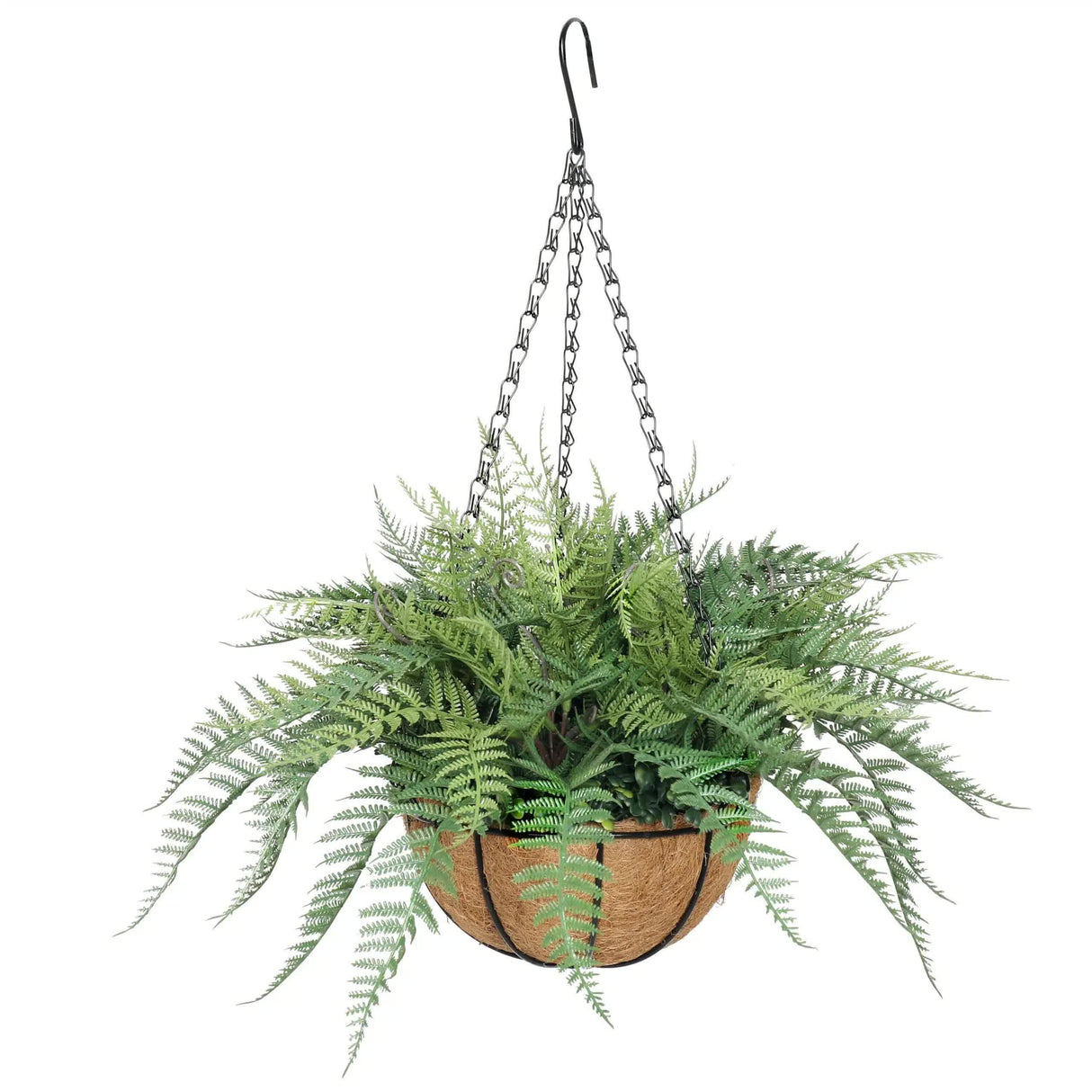 Hanging Basket, Ferns, and Small Potted Plant Bundle