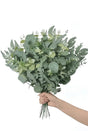 Trendbay 50pcs Mixed Willow & Silver Artificial Eucalyptus Stems & Leaves.