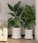 CARLA HOME 2-Pack Rolling Plant Stand with 360° Wheels for Indoor Pots (26 cm)
