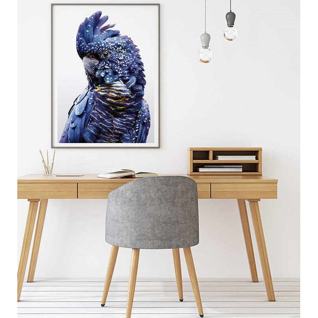 Wall Art 50cmx70cm Black Cockatoo A Black Frame Canvas