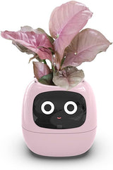 Pink intelligent flower pot with LCD screen display.