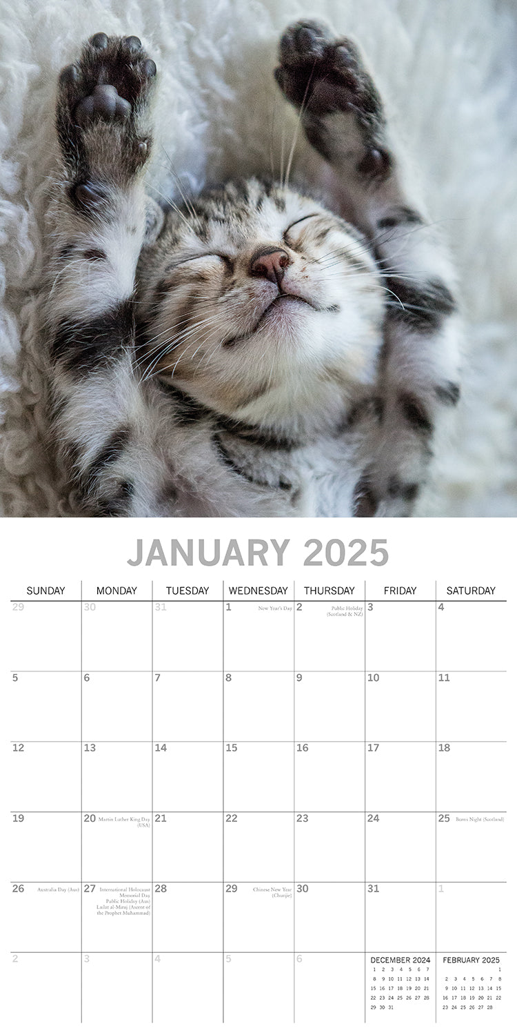 Cat Naps - 2025 Square Wall Calendar Pets Animals 16 Months Premium Planner Gift