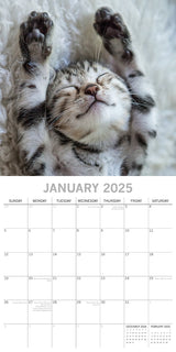 Cat Naps - 2025 Square Wall Calendar Pets Animals 16 Months Premium Planner Gift