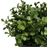Small Potted Artificial Buxus Plant UV Resistant 20cm