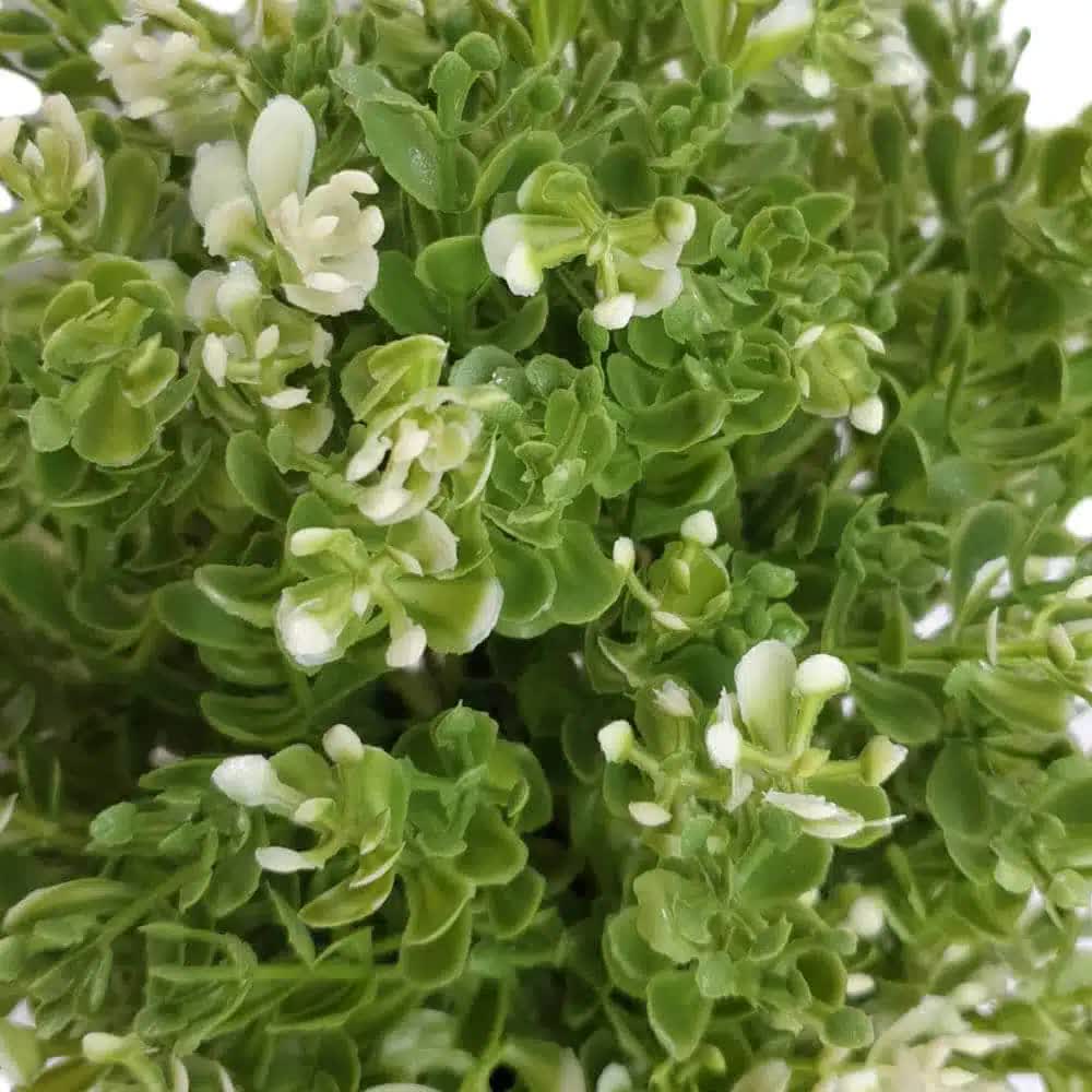 Small Potted Artificial White Jade Plant UV Resistant 20cm