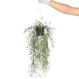 Artificial Hanging Pearls (Potted) 56cm UV Resistant