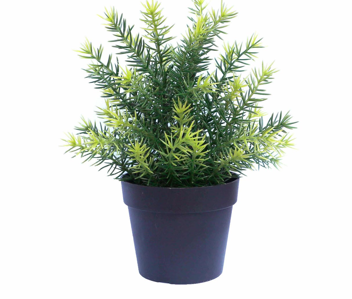 UV Treated 20cm Small Potted Plants Bundle