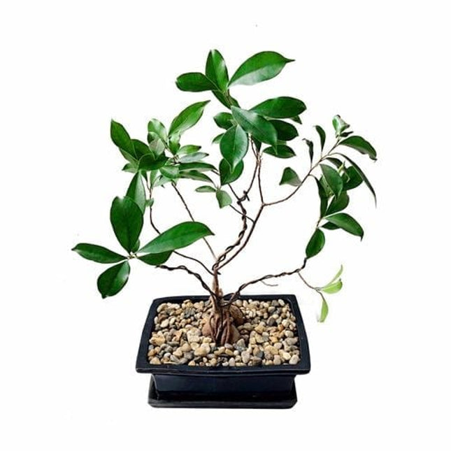 Jack 5m x 2mm Aluminium Wire Bonsai Plant Trainer