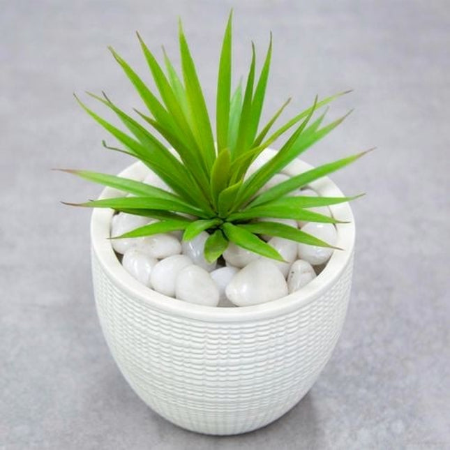 Tuscan Path 1.5kg 10 - 20mm High Polished White Pebbles