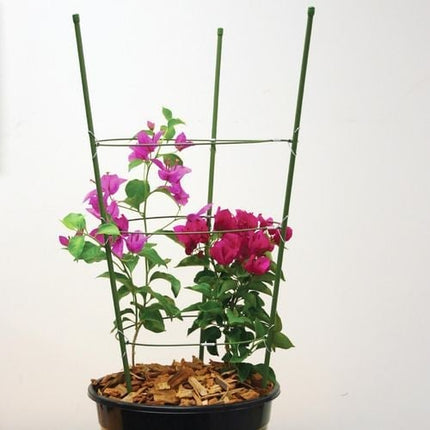 Jack 60cm 3 Ring Flower Trellis