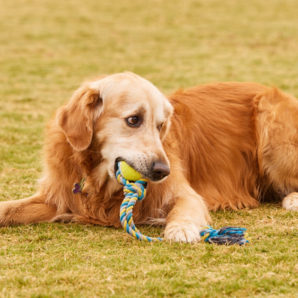 Happy Tails Blue And Yellow Ball Rope Toy